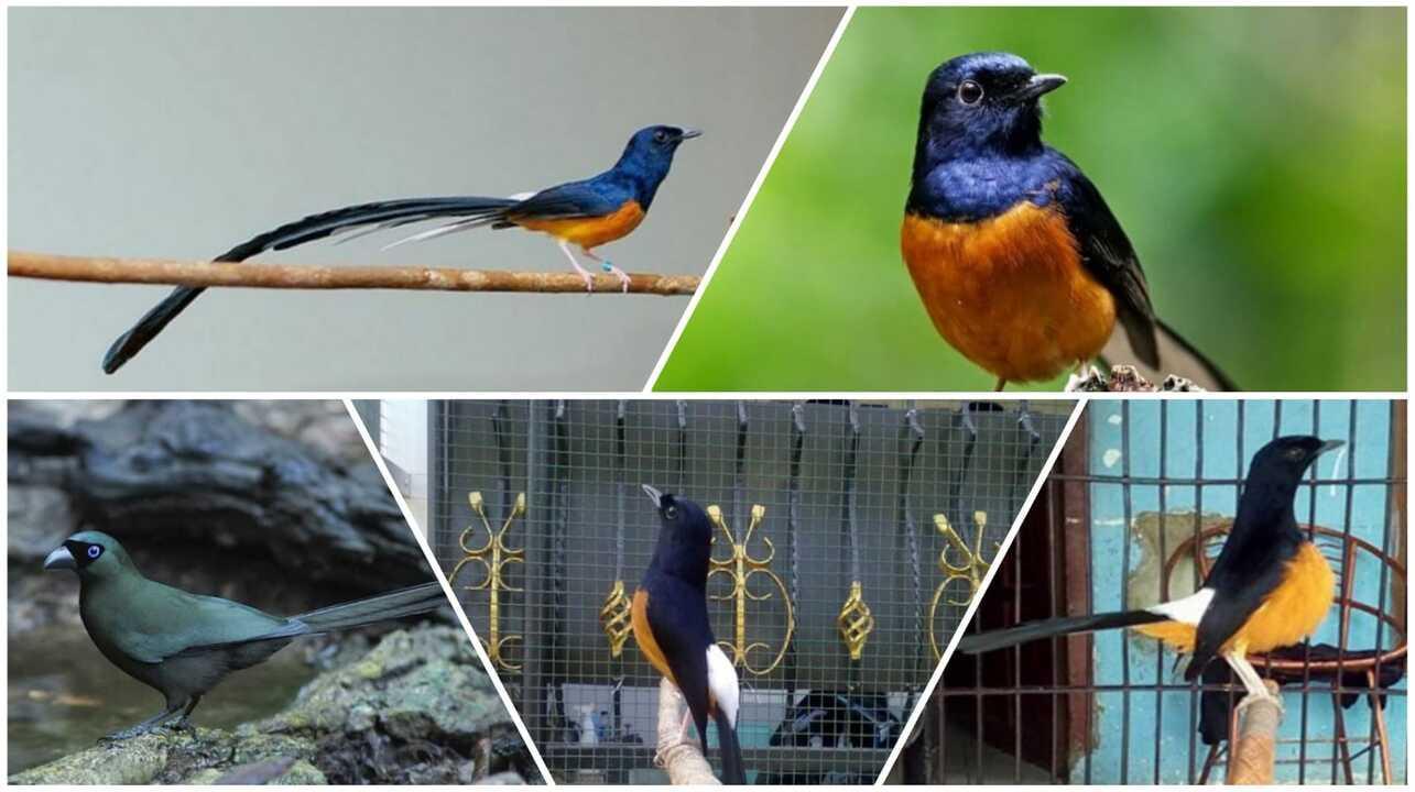 Daftar Gacor Terbaik untuk Merawat Burung Peliharaan Anda